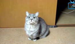 猫视频搞笑,猫咪视频里的欢乐瞬间